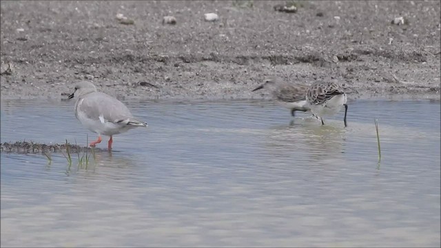 Magellanic Plover - ML540019641