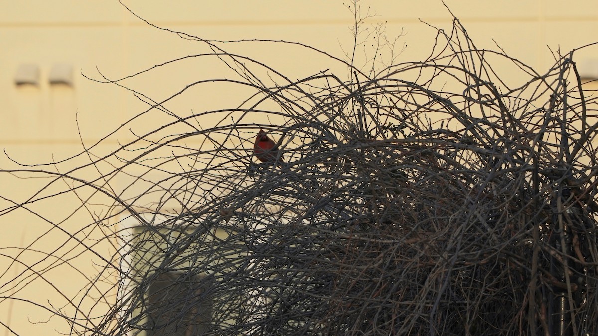 Northern Cardinal - ML540020211