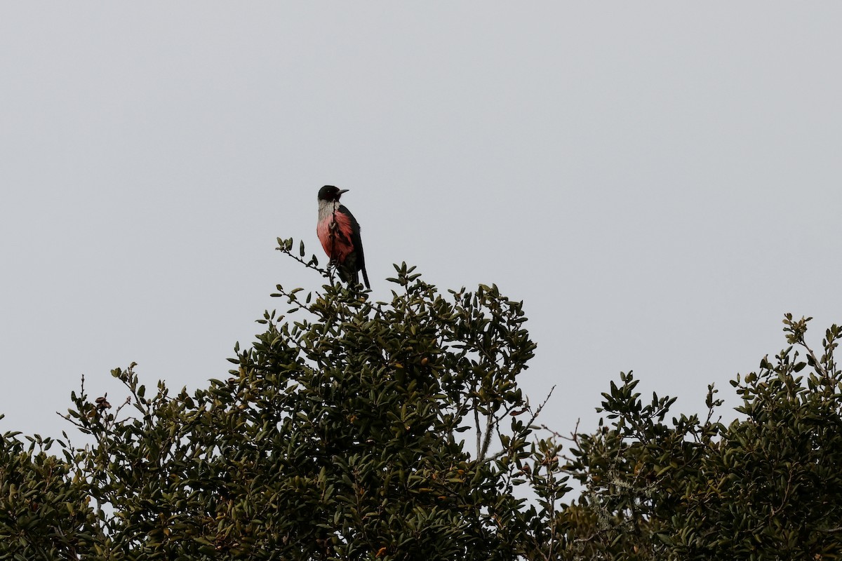 Lewis's Woodpecker - ML540020631
