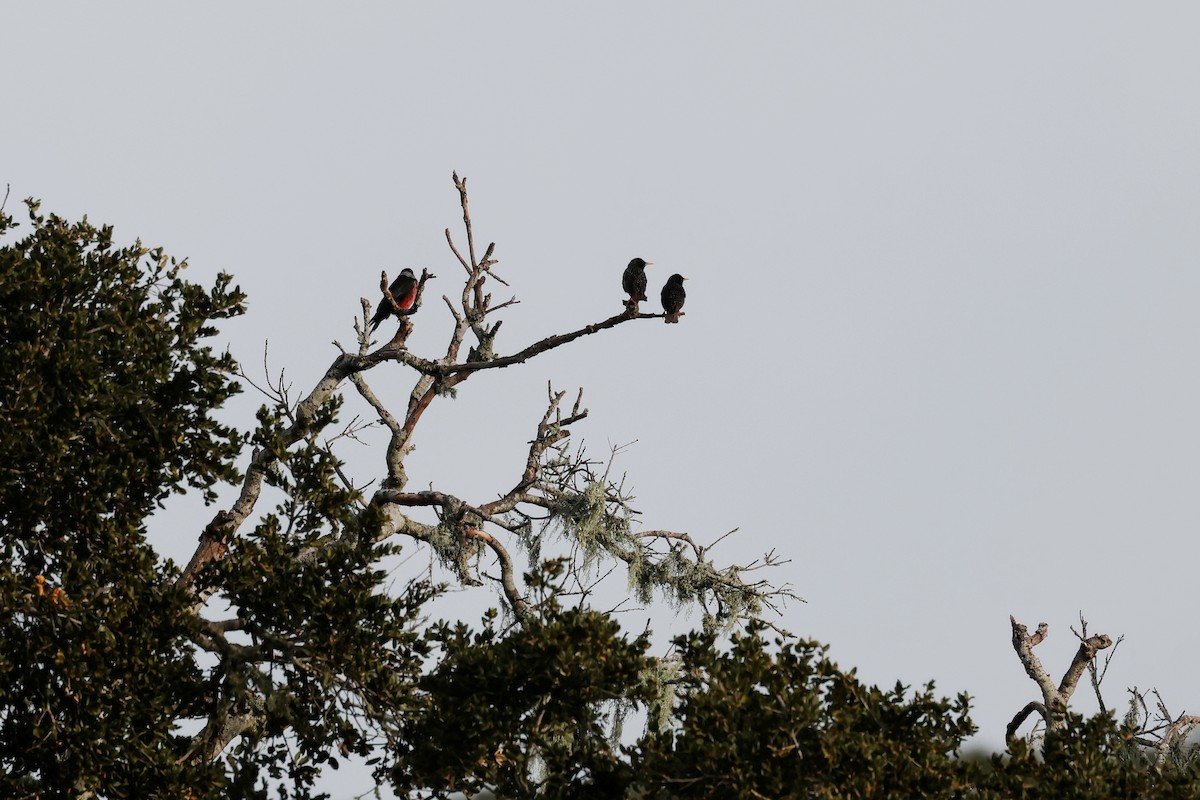 Lewis's Woodpecker - ML540020641
