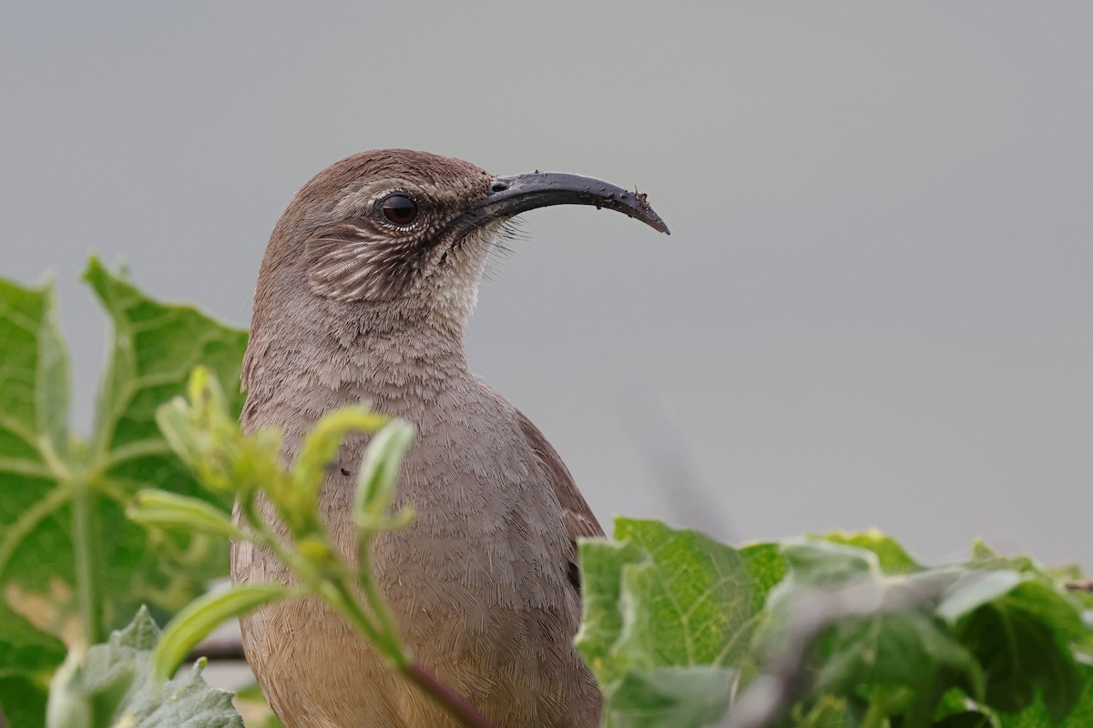 California Thrasher - ML540021331