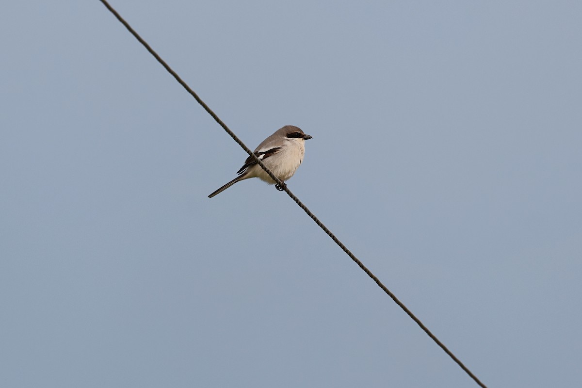 Loggerhead Shrike - ML540021471