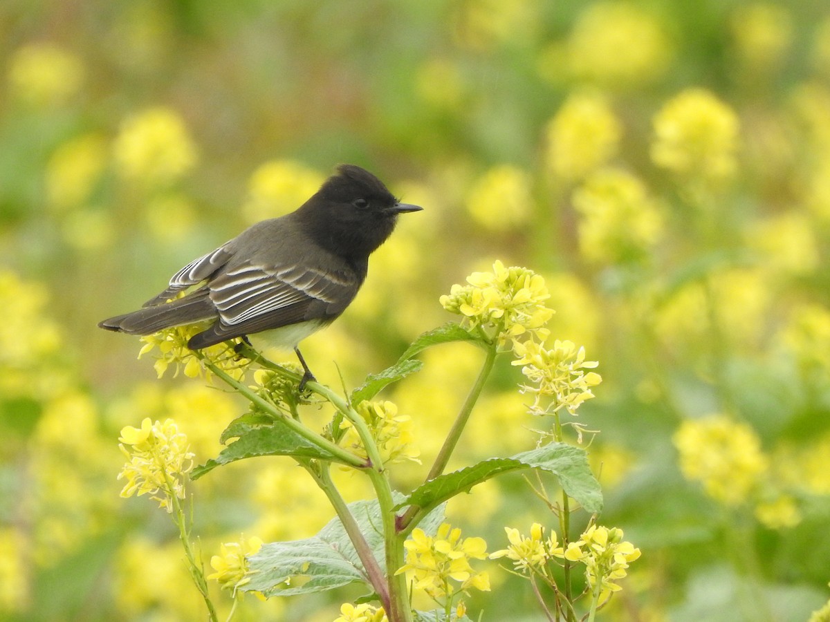 Black Phoebe - ML540022321