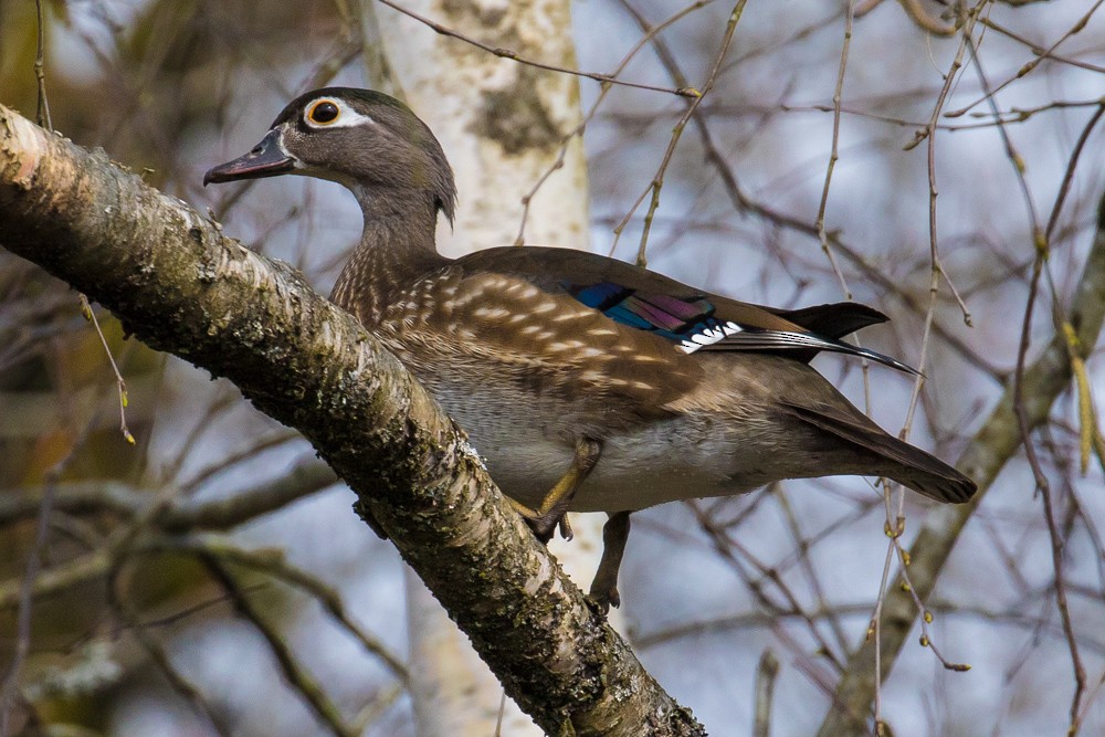 Wood Duck - John Reynolds