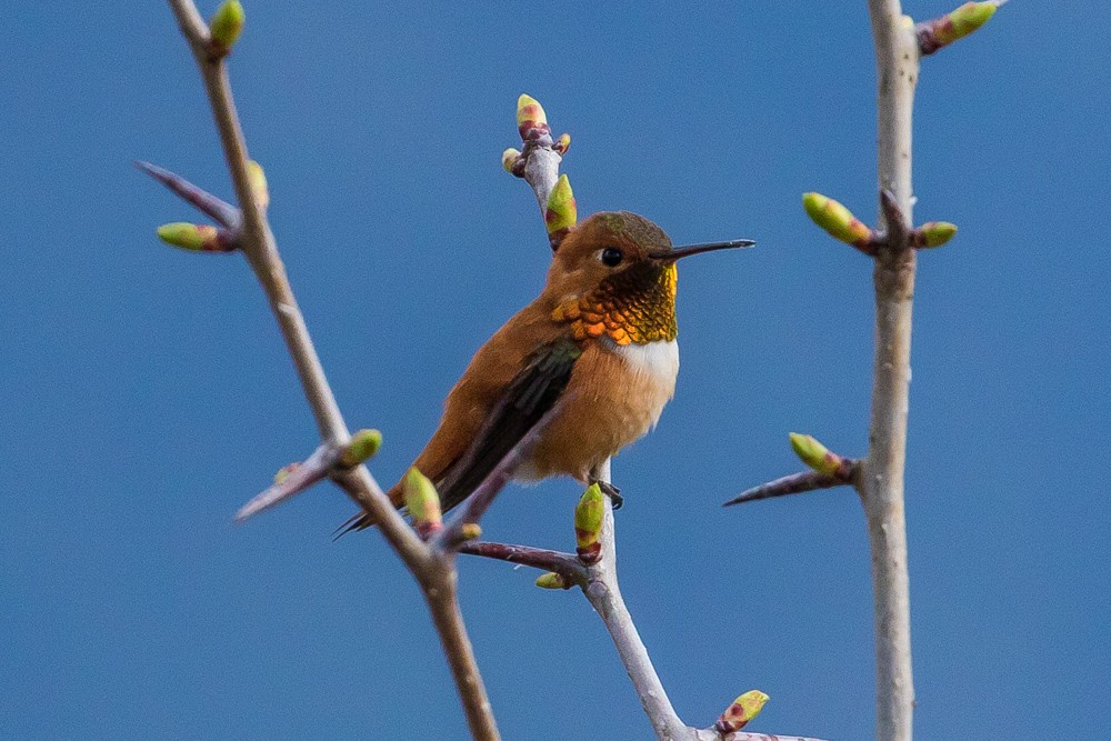 Rufous Hummingbird - John Reynolds