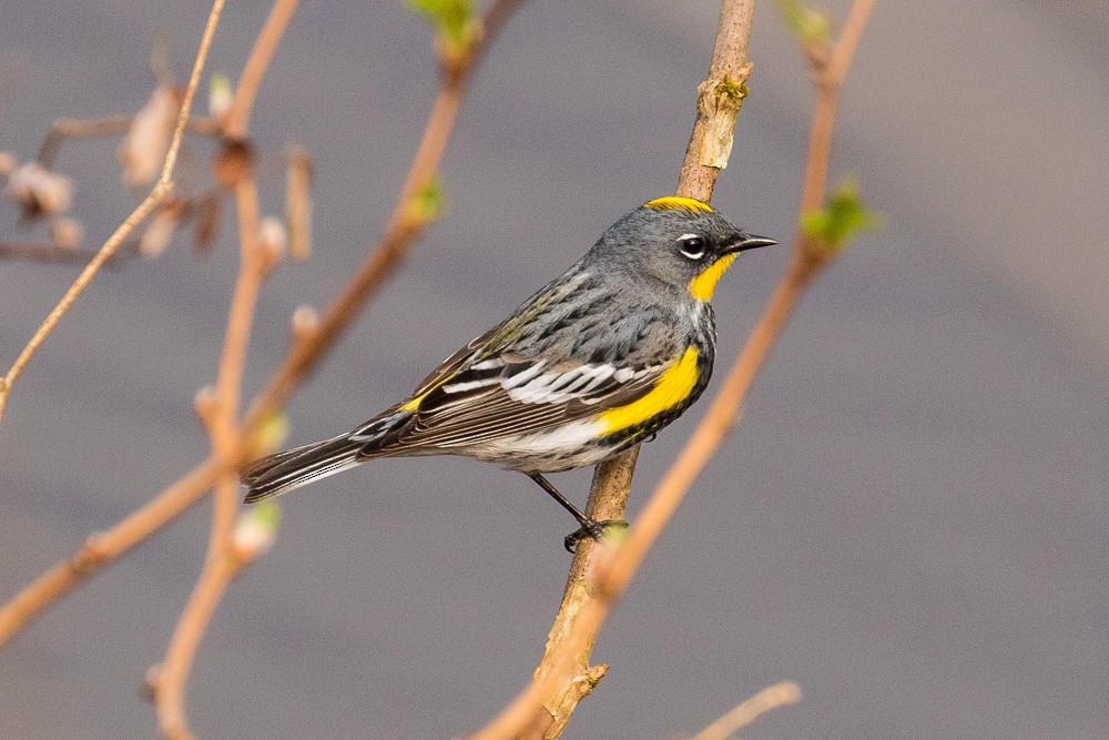 Yellow-rumped Warbler (Audubon's) - ML54002471