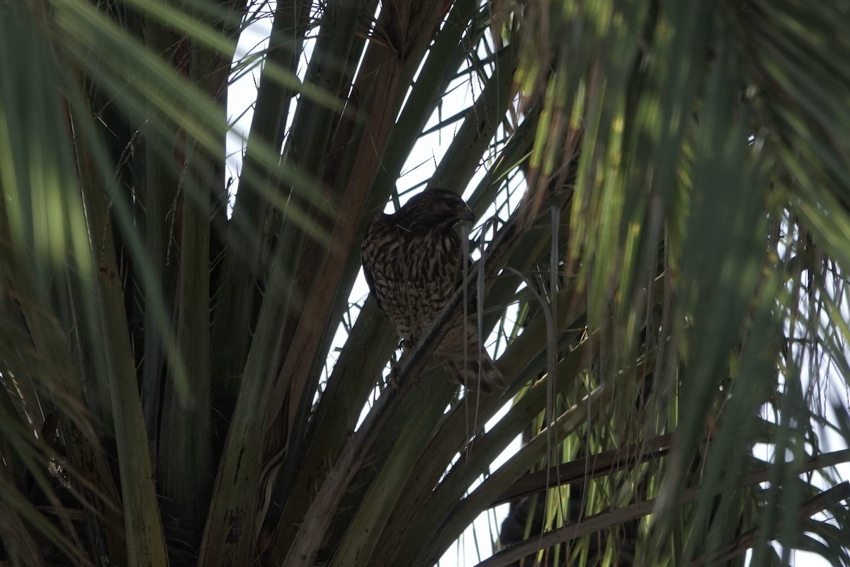 Red-shouldered Hawk - ML540025591