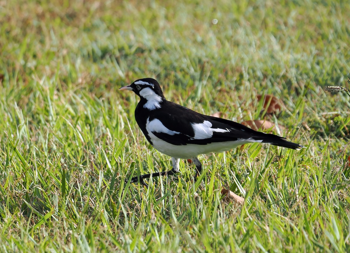 Magpie-lark - ML540025691