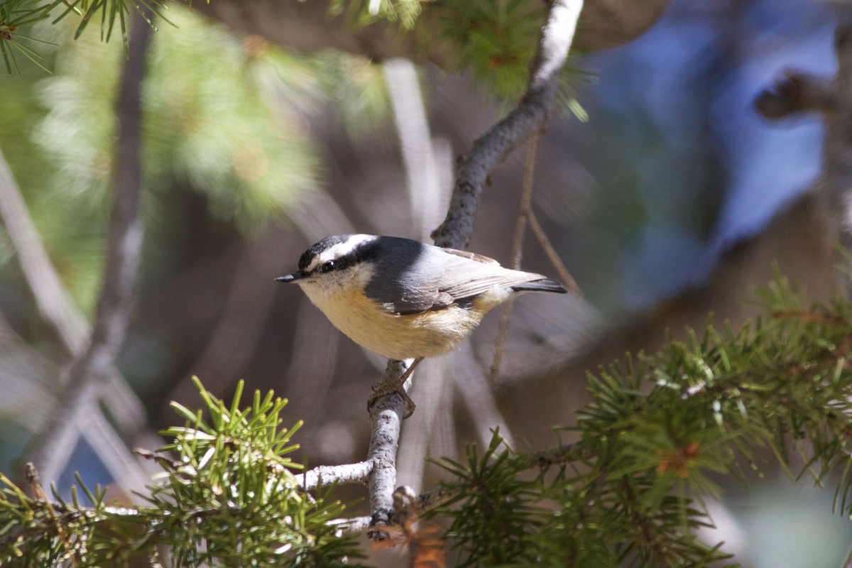 Red-breasted Nuthatch - ML54002641