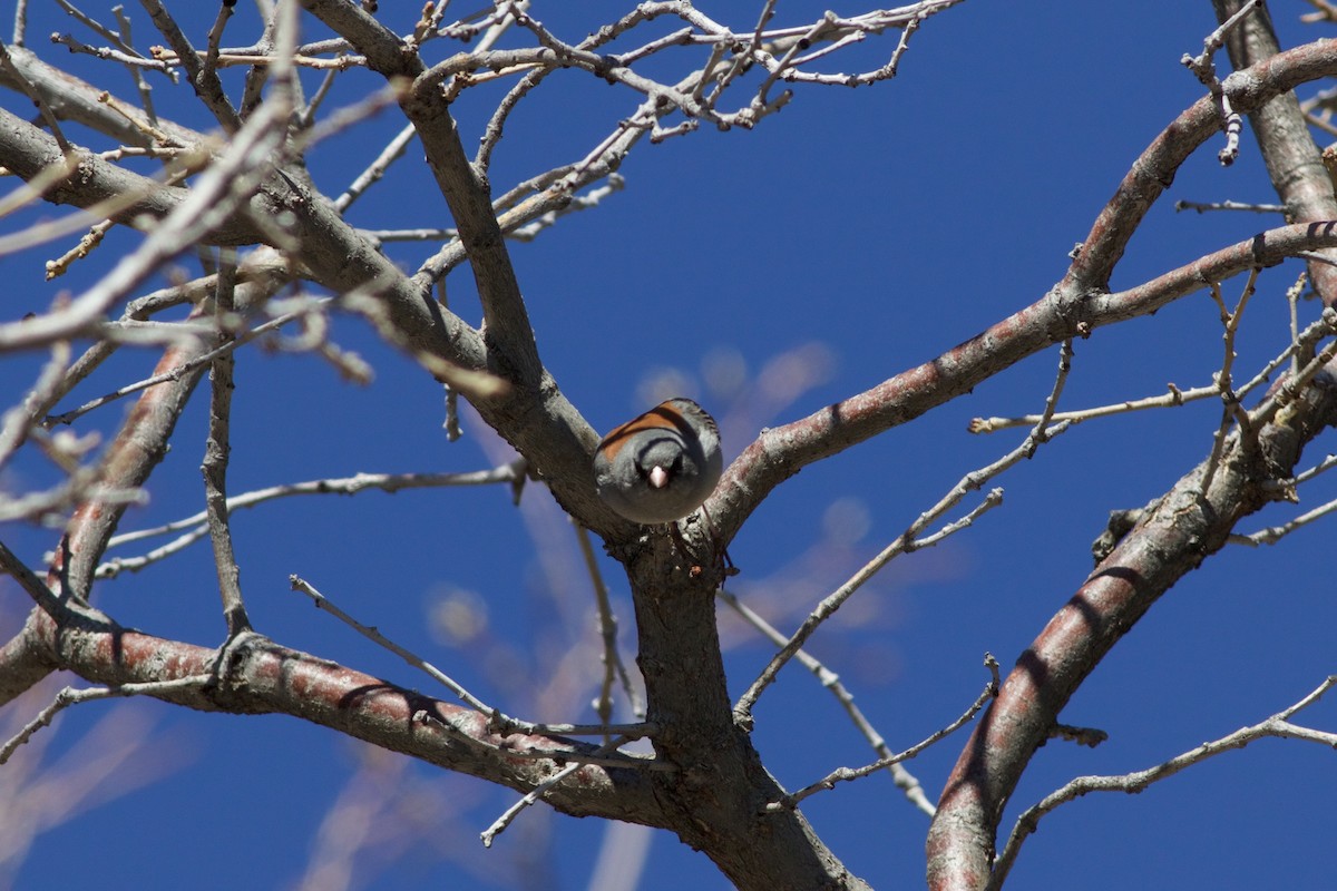 Dark-eyed Junco - ML54002651