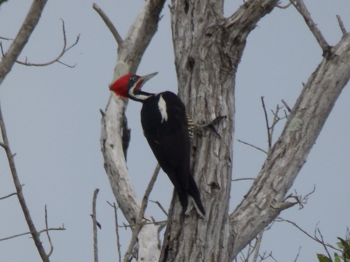 Lineated Woodpecker - ML540027101