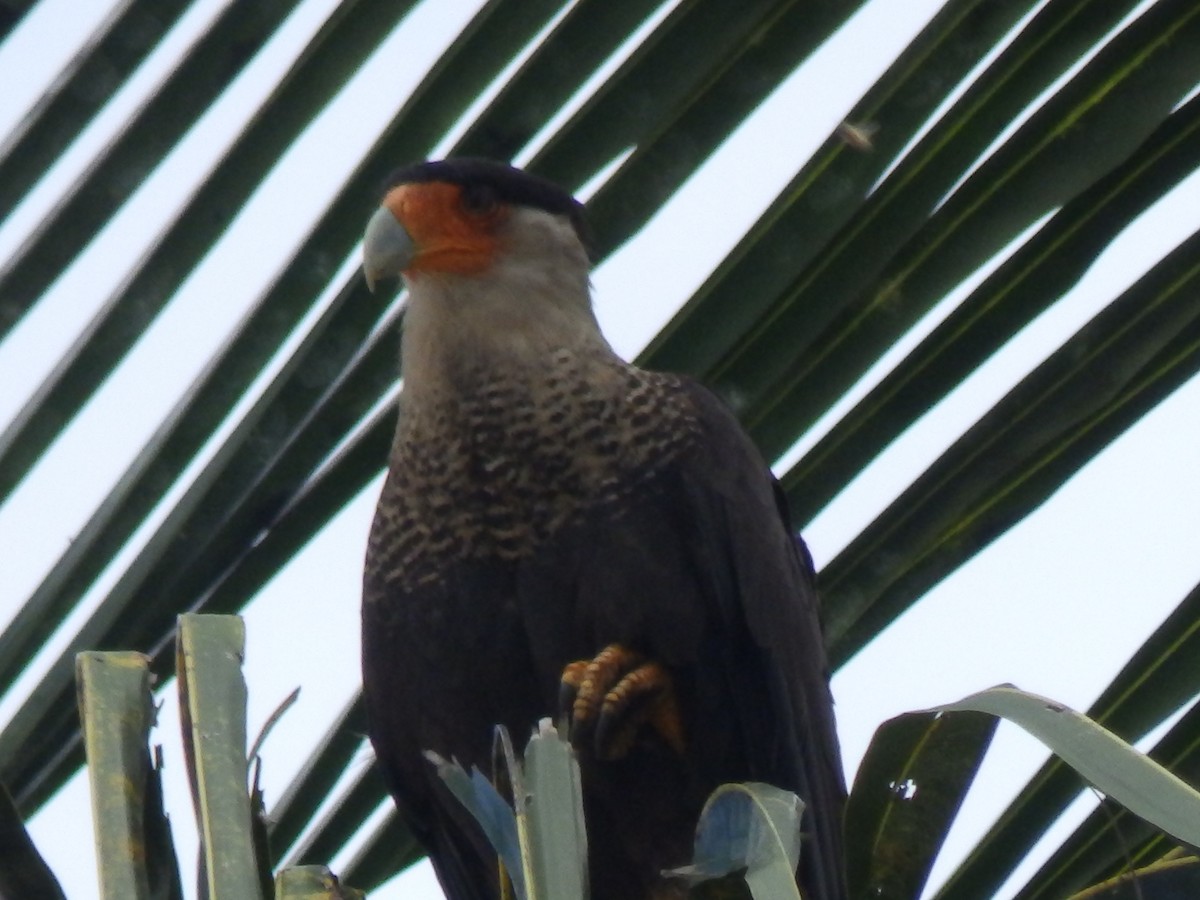 Caracara huppé - ML540027421