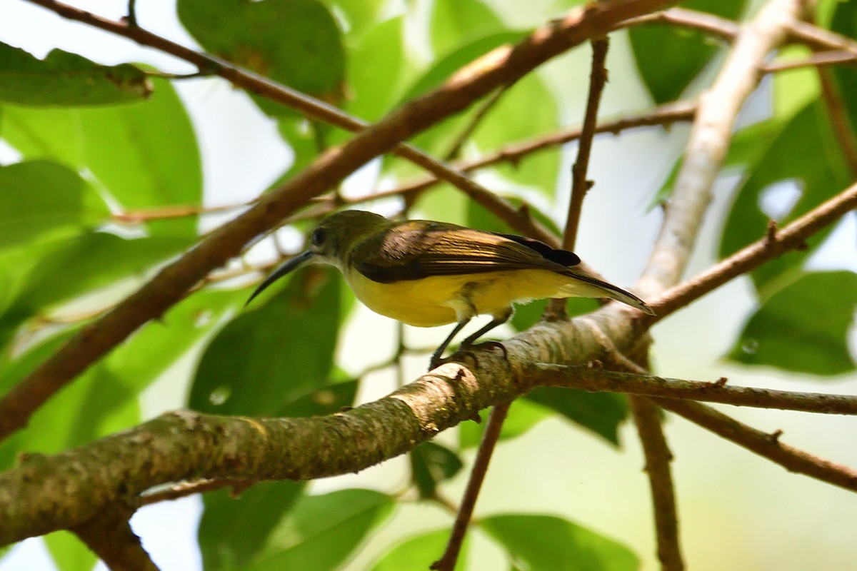 Little Spiderhunter - ML540029001