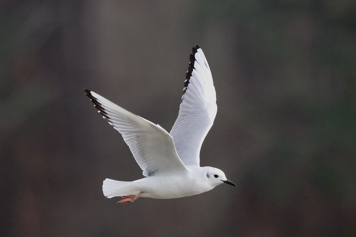 Bonaparte's Gull - ML540030521