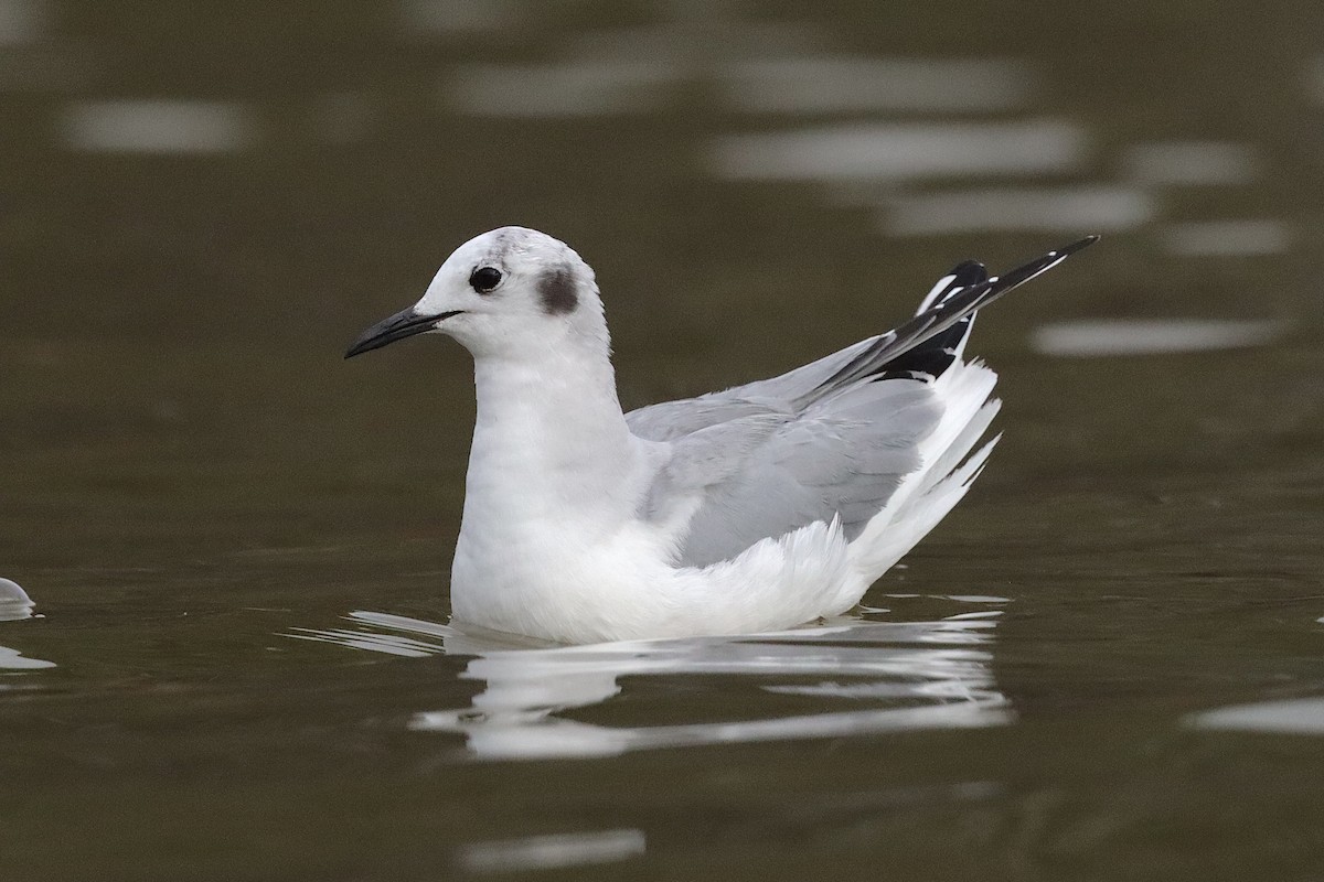 Bonaparte's Gull - ML540030541