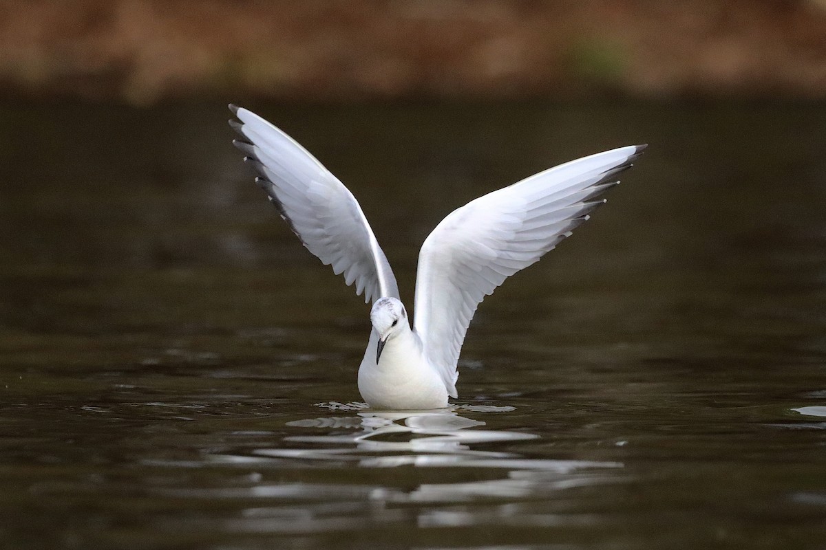 Mouette de Bonaparte - ML540030551