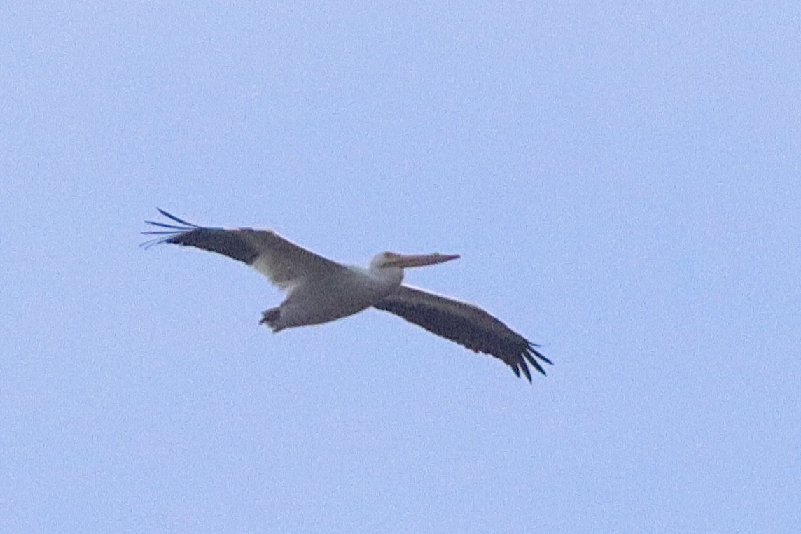 Pélican d'Amérique - ML540030641