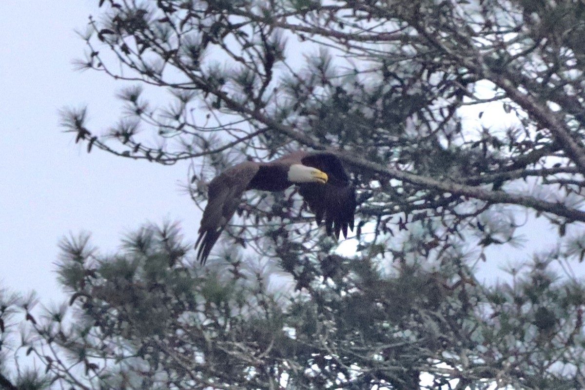 Bald Eagle - ML540030841