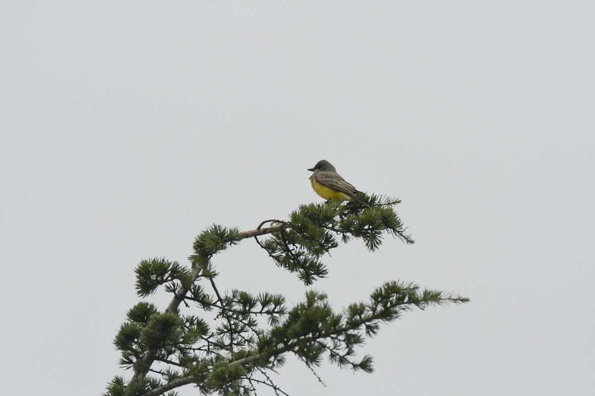 Cassin's Kingbird - ML540030861