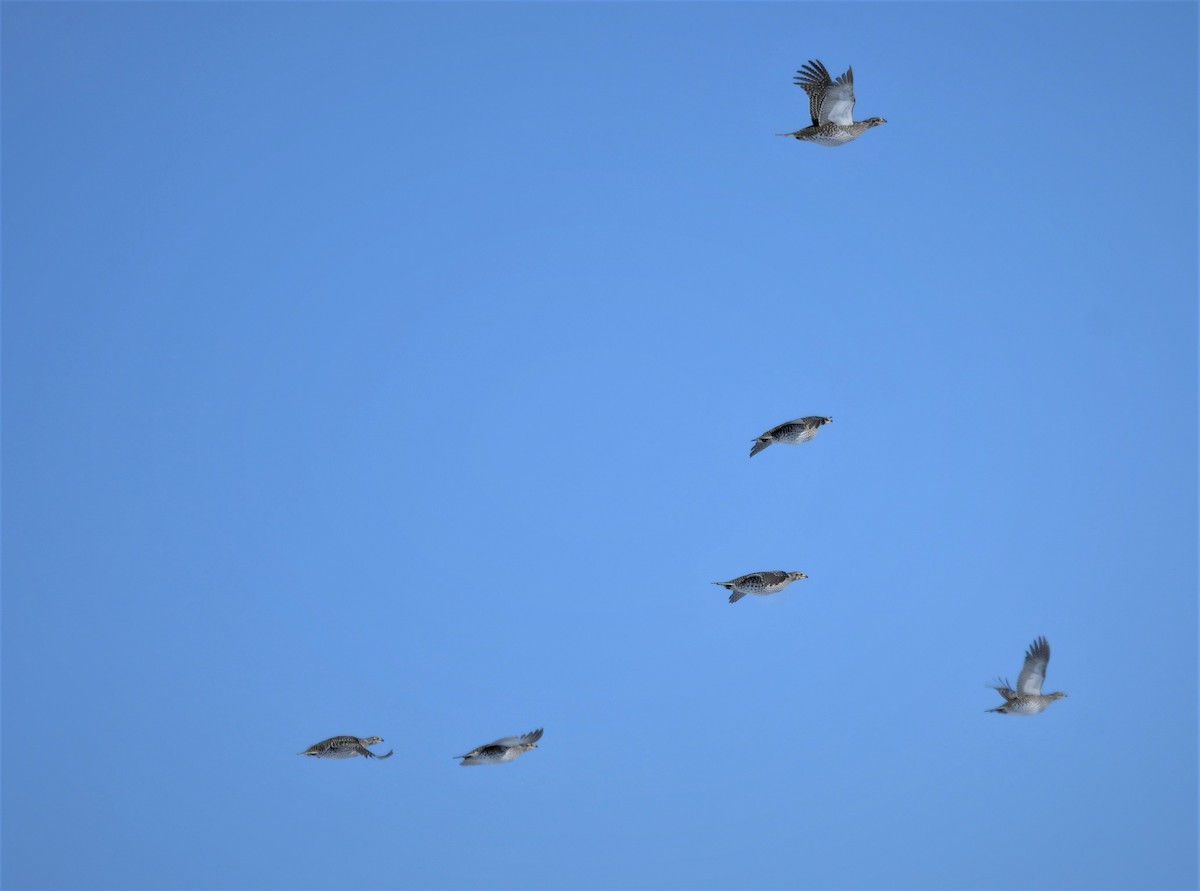 Sharp-tailed Grouse - ML540030911