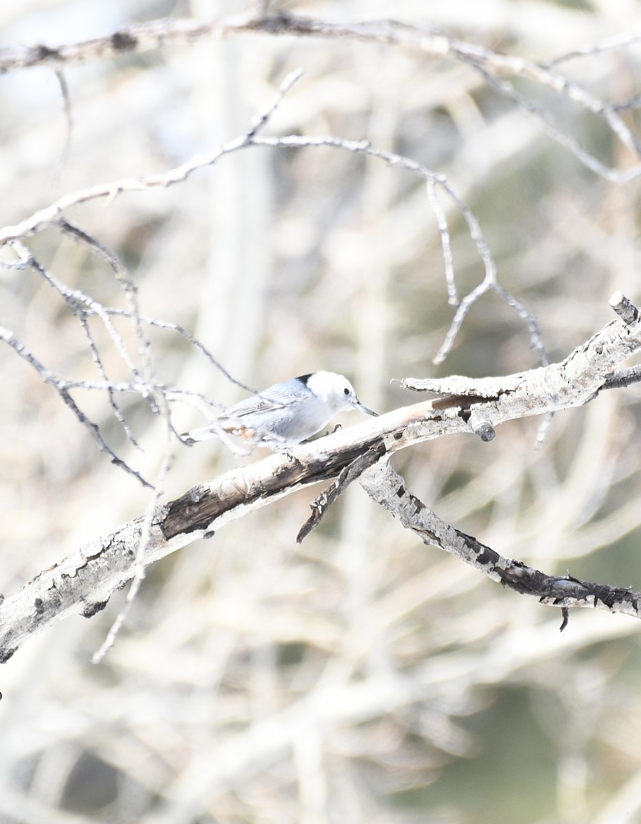 White-breasted Nuthatch - Josh Bruening