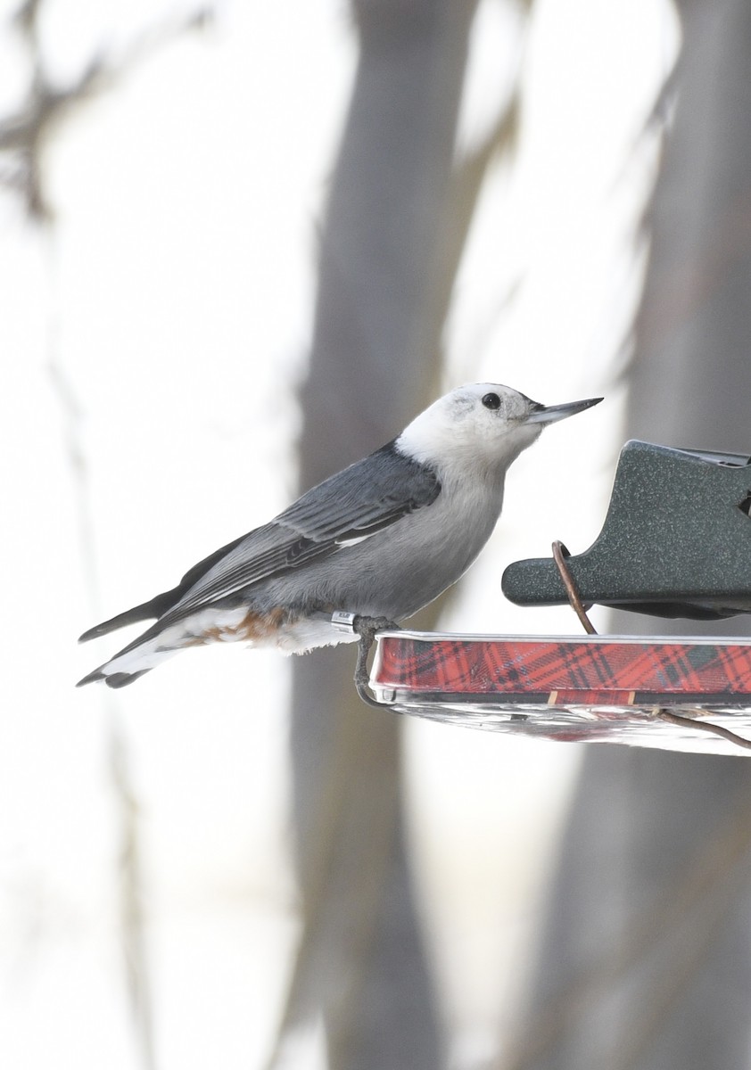 White-breasted Nuthatch - Josh Bruening