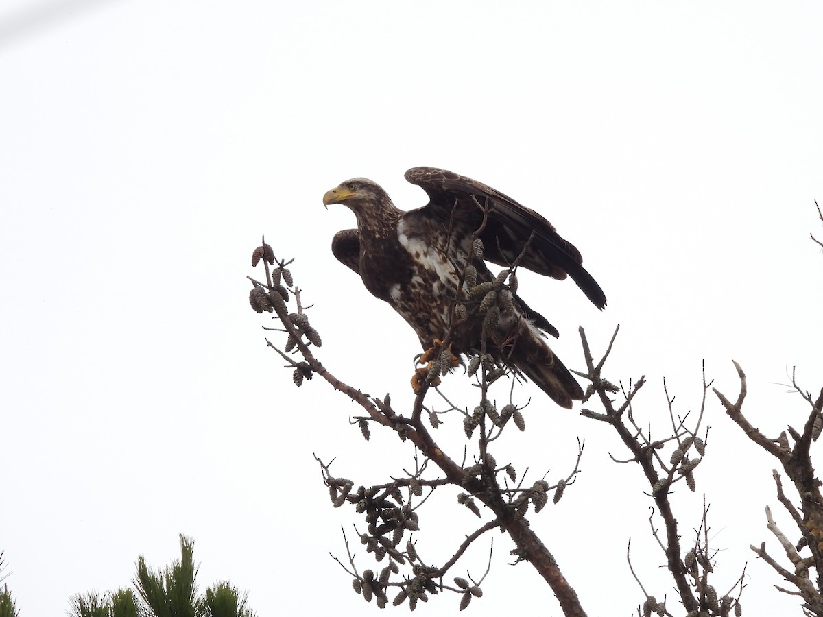 Weißkopf-Seeadler - ML540032281