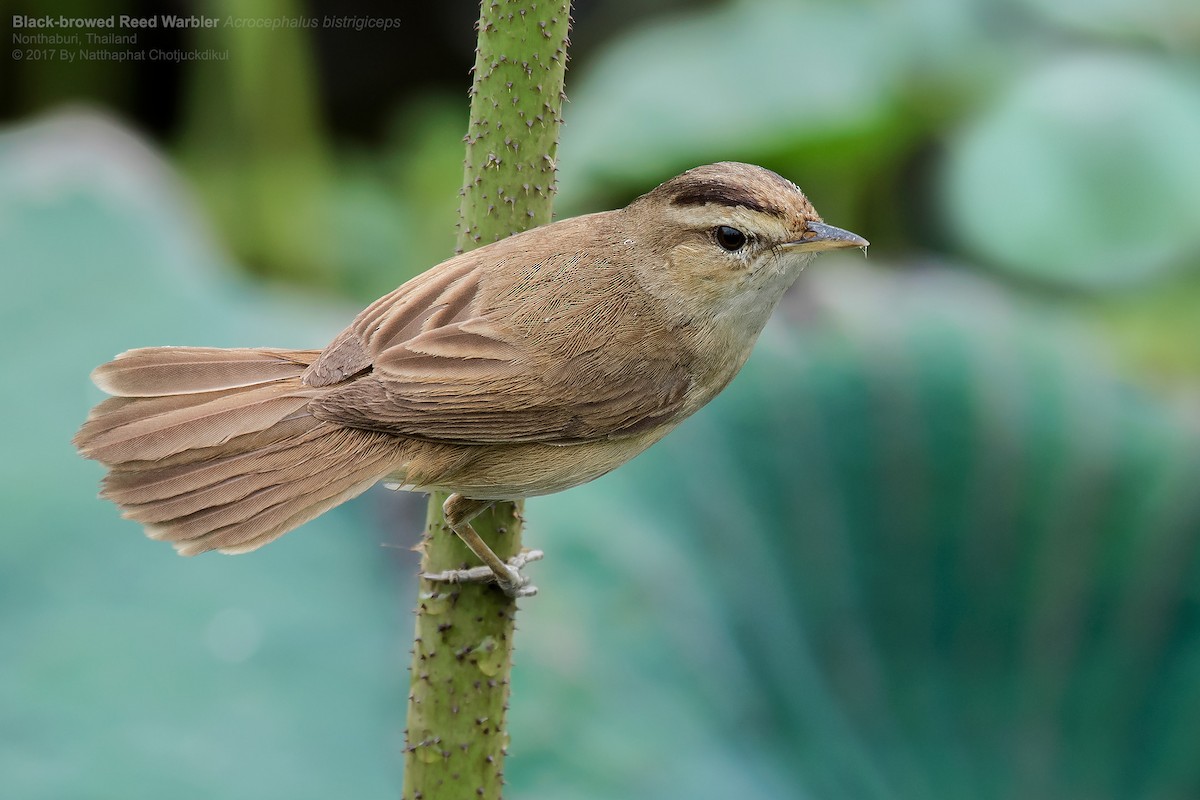 Black-browed Reed Warbler - ML54003391