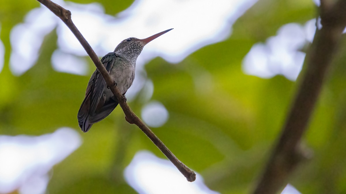 eBird Checklist - 25 Feb 2023 - PN Omoa--Glamping Río Chiquito - 36 species