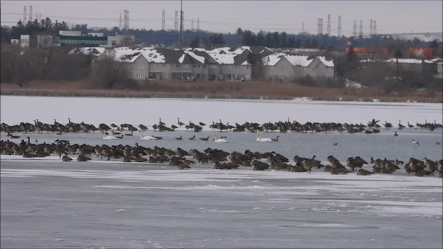 Canada Goose - ML540035721