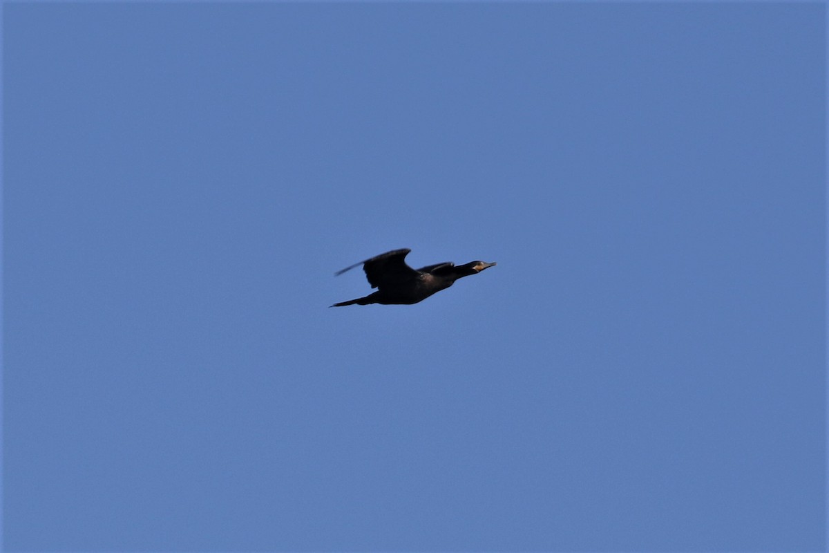 Double-crested Cormorant - ML540035941