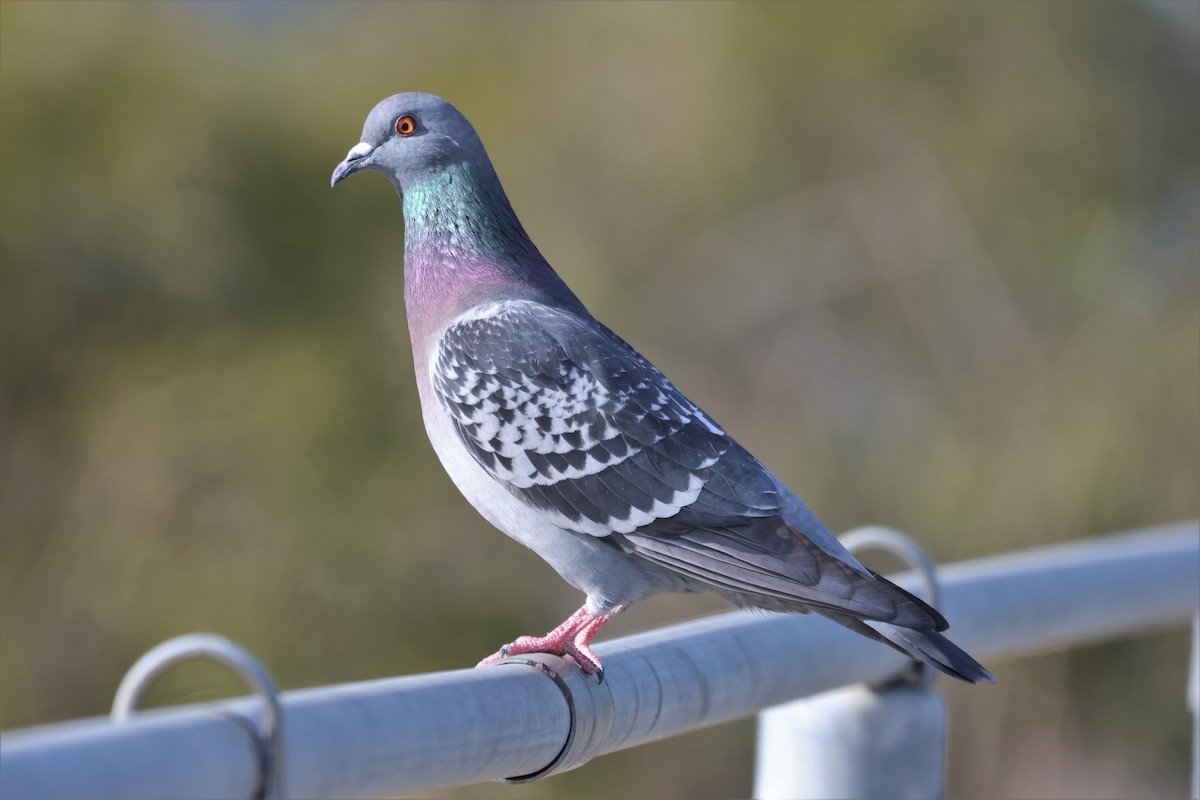 Rock Pigeon (Feral Pigeon) - ML540036491