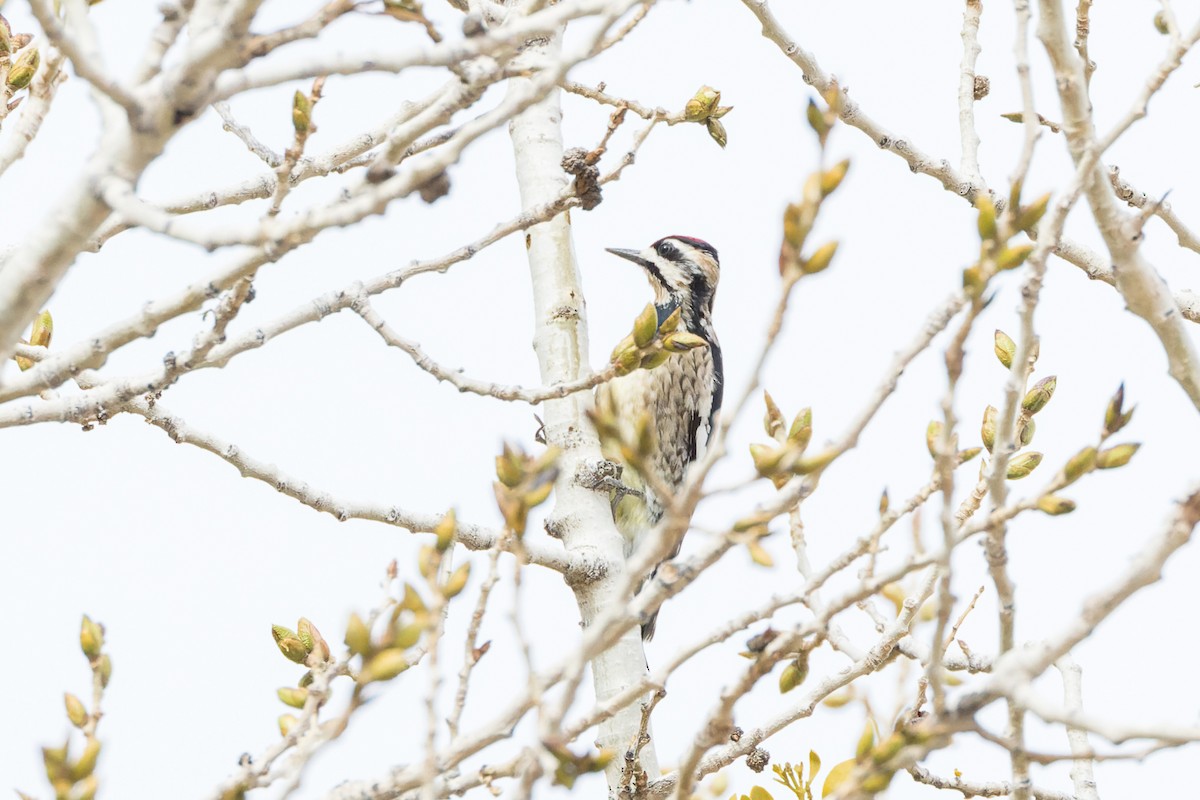 Yellow-bellied Sapsucker - ML540036751