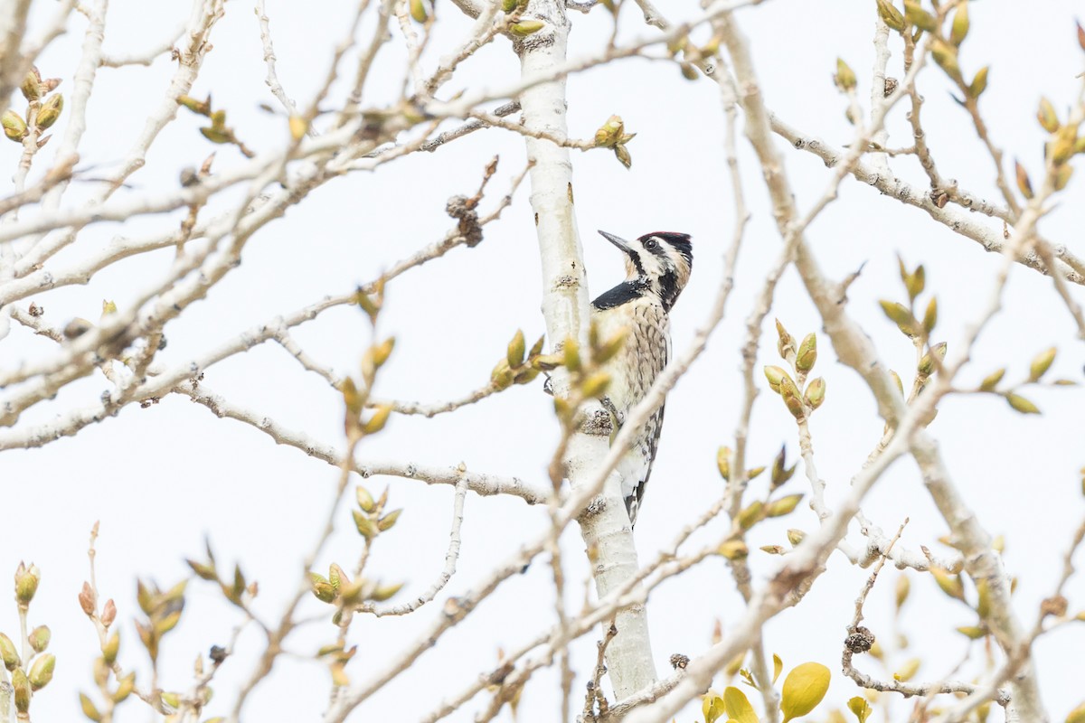 Yellow-bellied Sapsucker - ML540036791