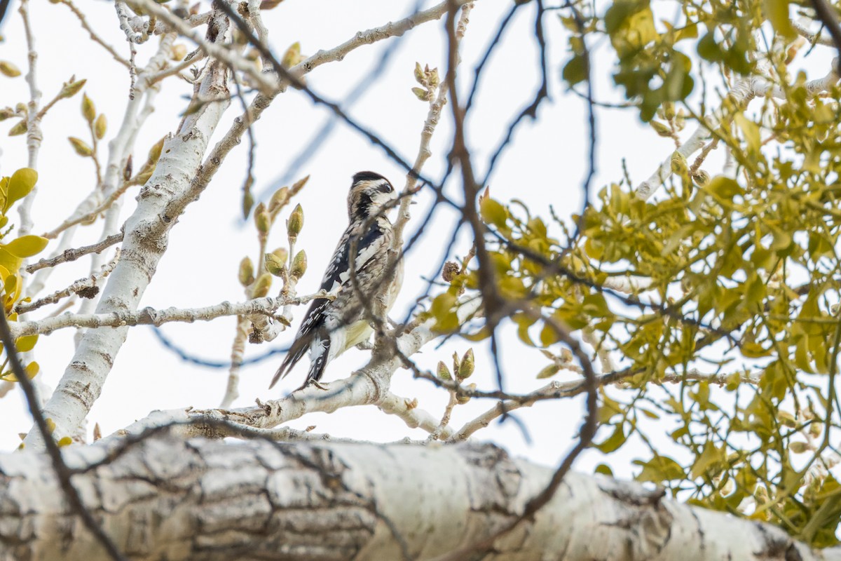 Yellow-bellied Sapsucker - ML540036961