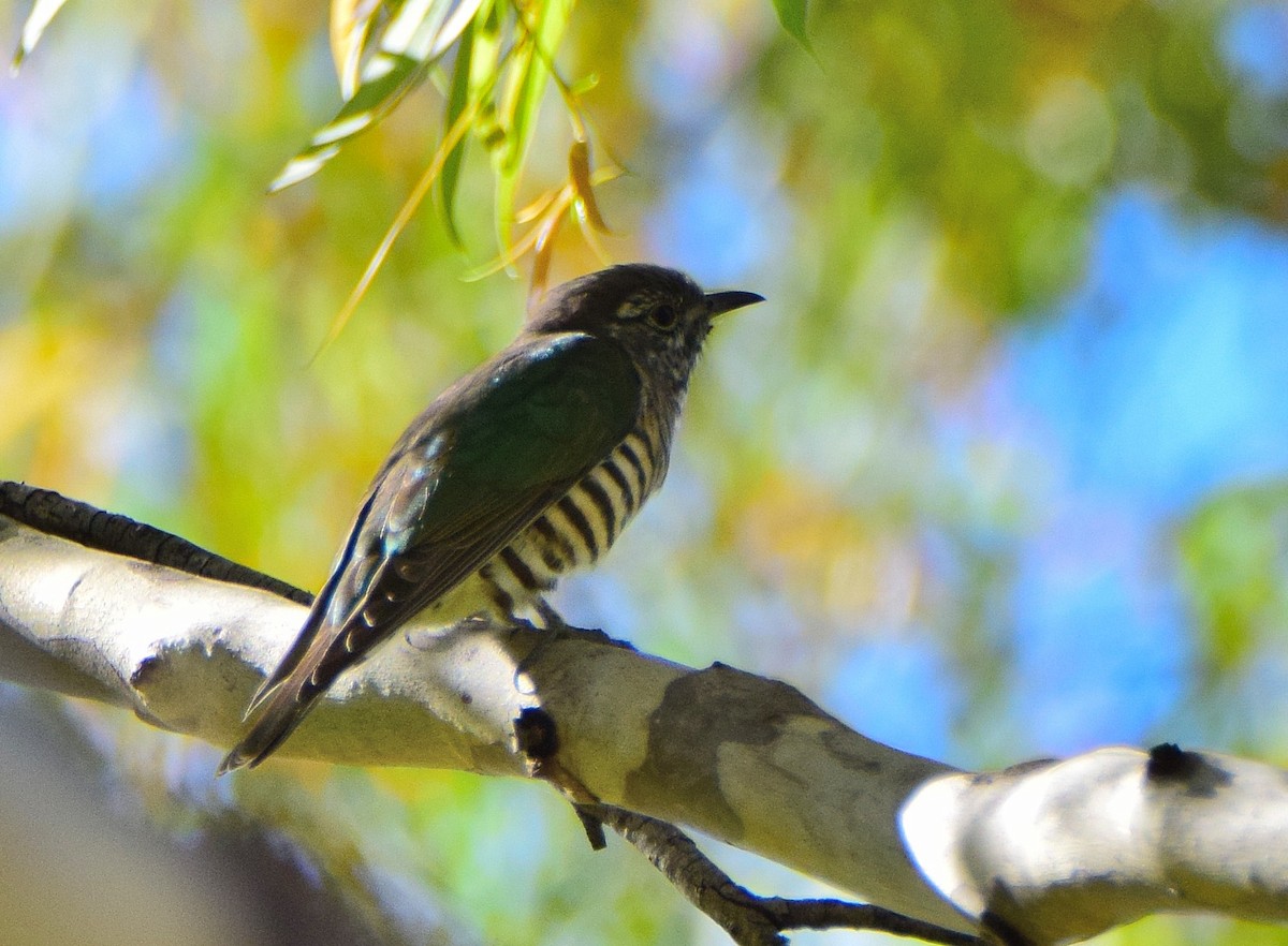 Shining Bronze-Cuckoo - Chris Wills