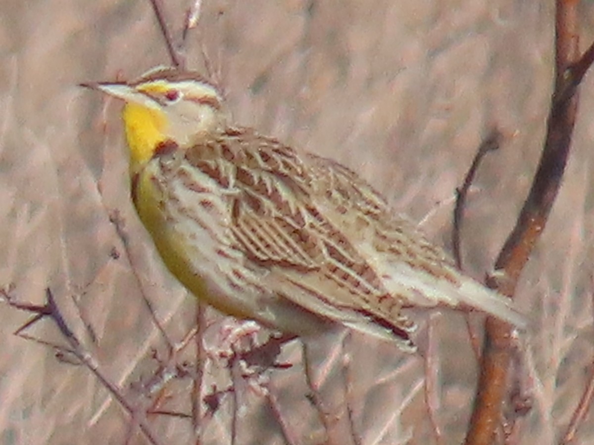 Western Meadowlark - ML540038431