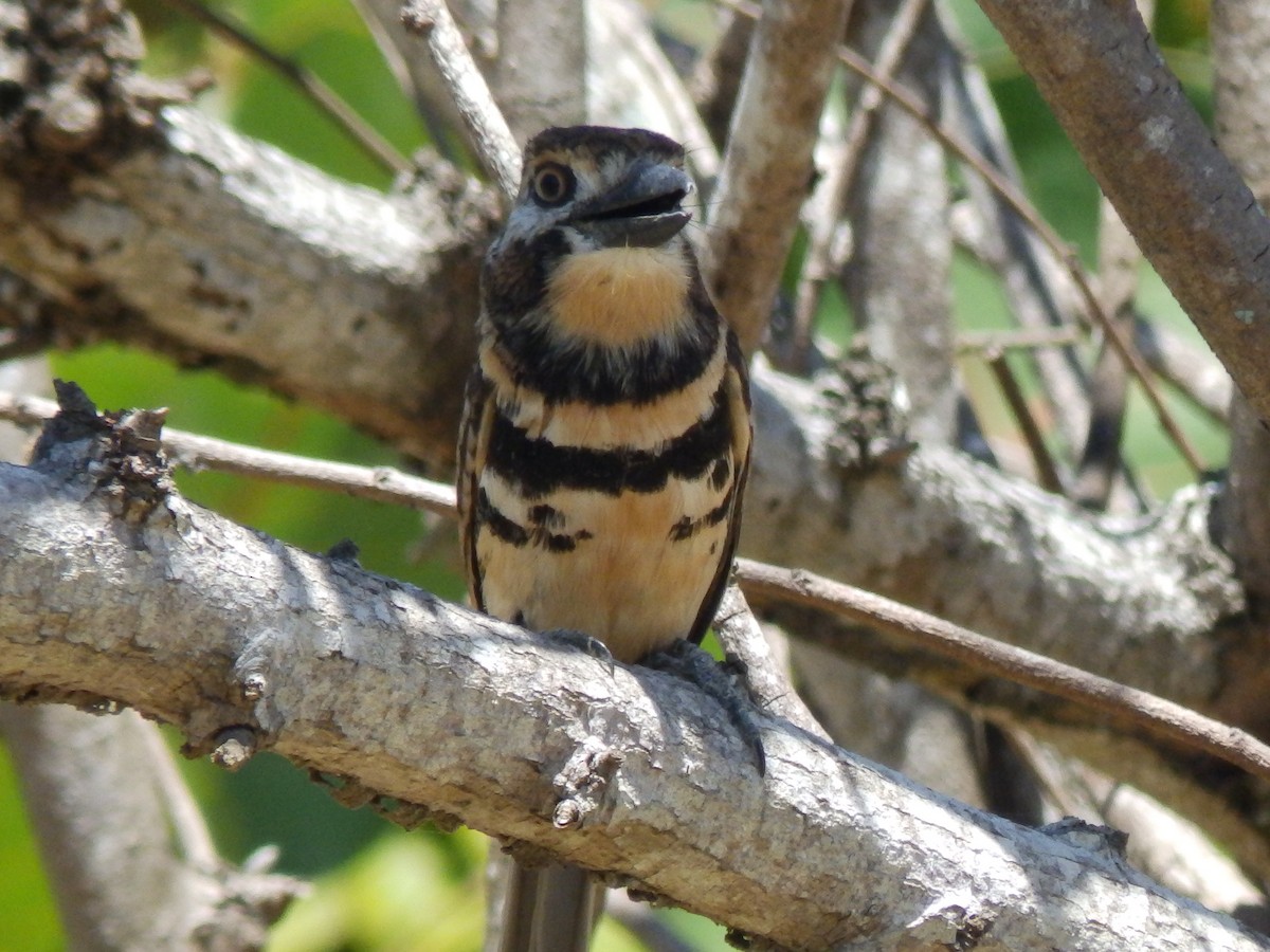 Two-banded Puffbird - ML540039421