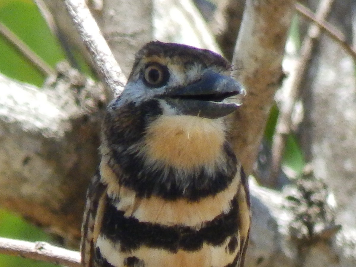 Two-banded Puffbird - ML540039431