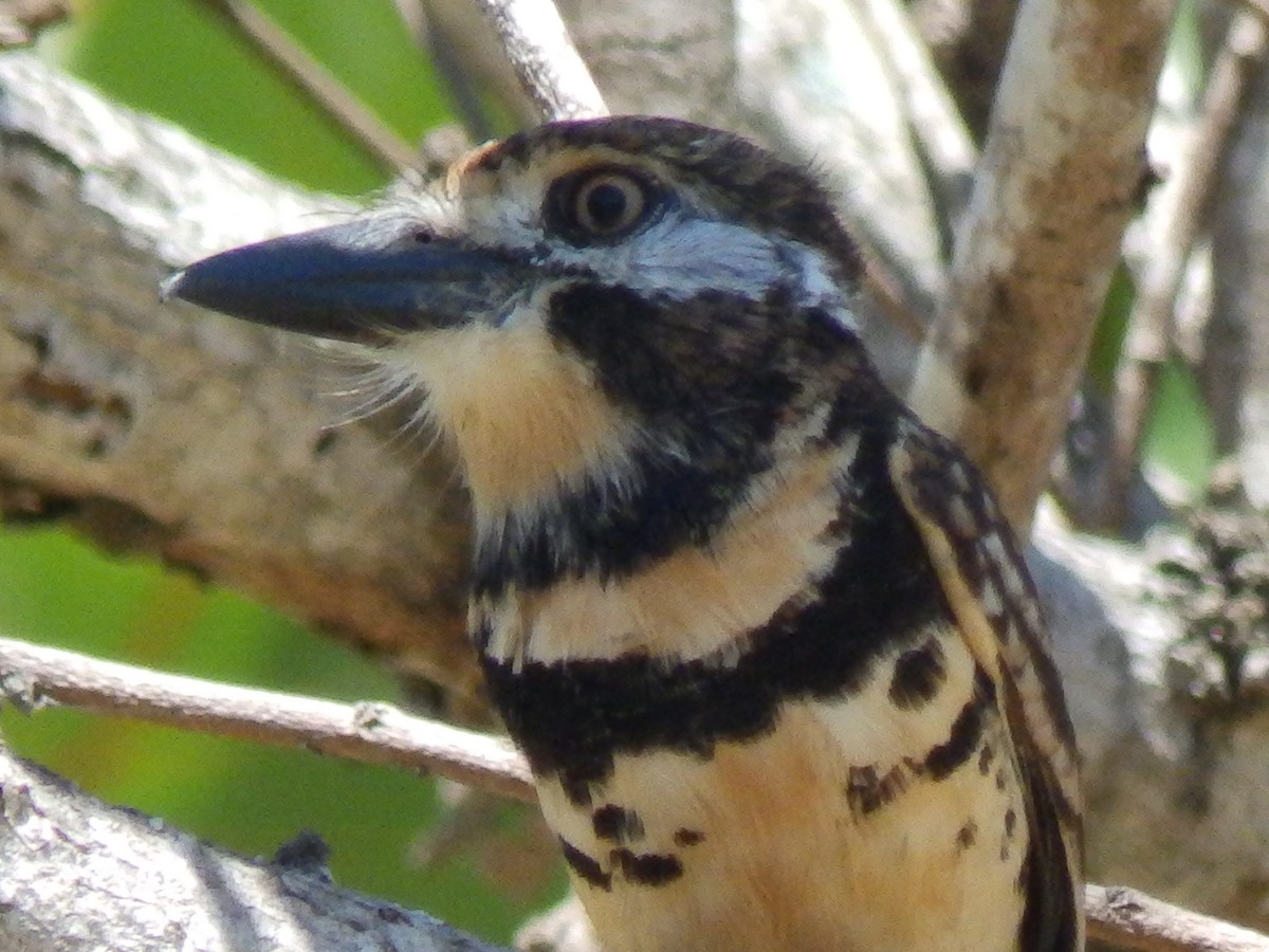 Two-banded Puffbird - ML540039481