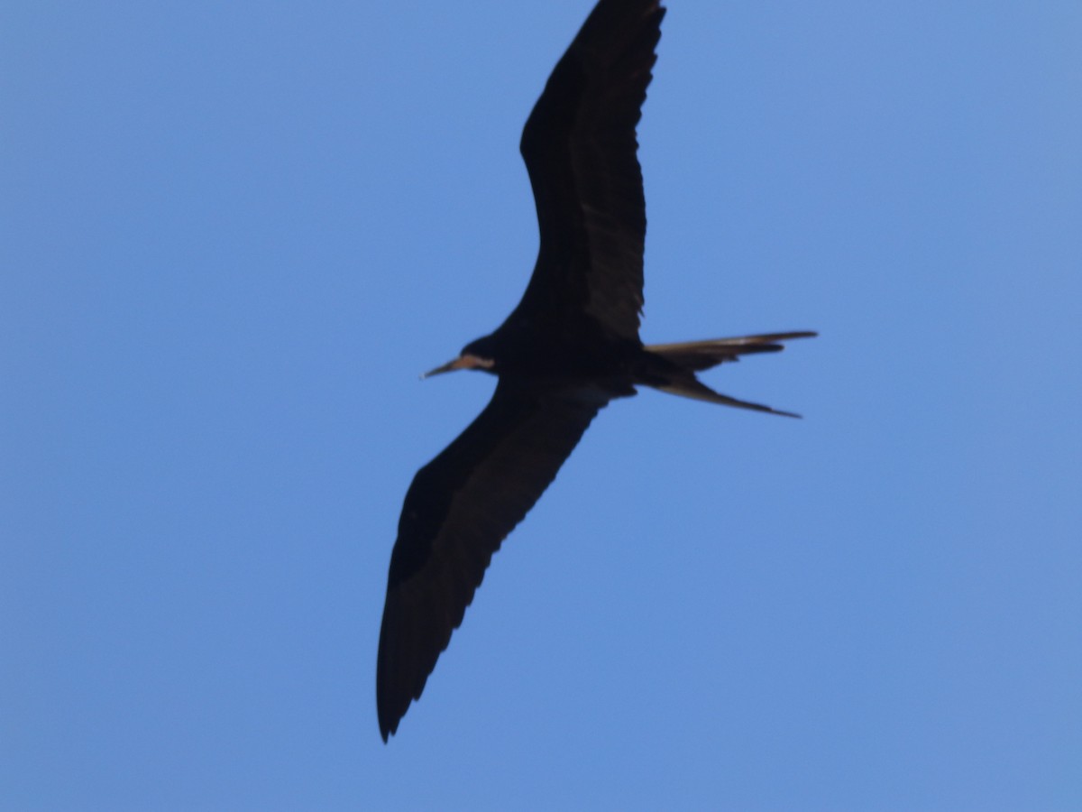 Magnificent Frigatebird - ML540039521