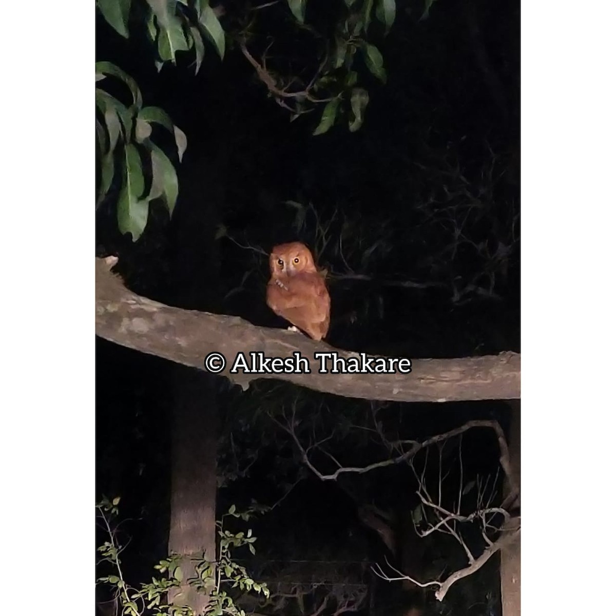 Oriental Scops-Owl - Alkesh Thakare