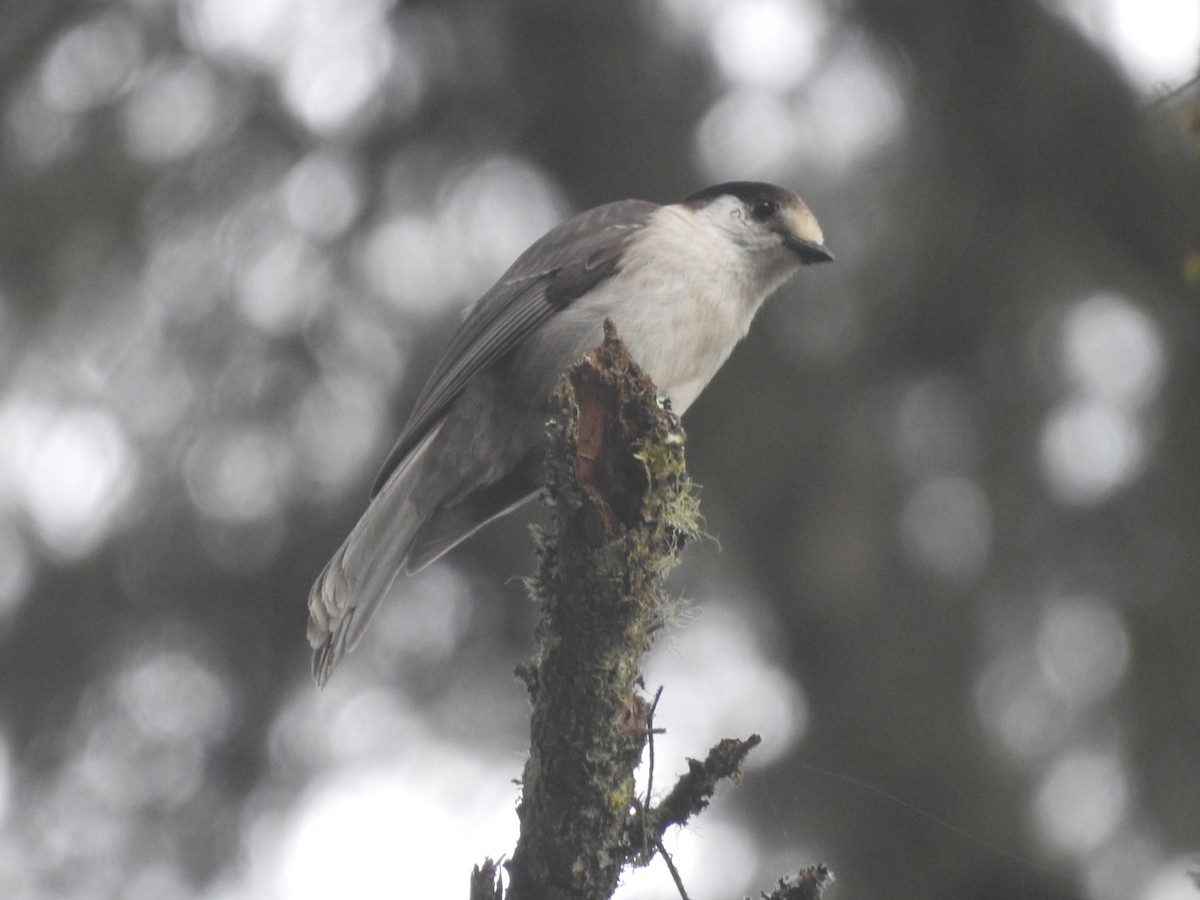 Canada Jay (Pacific) - Frank Fabbro