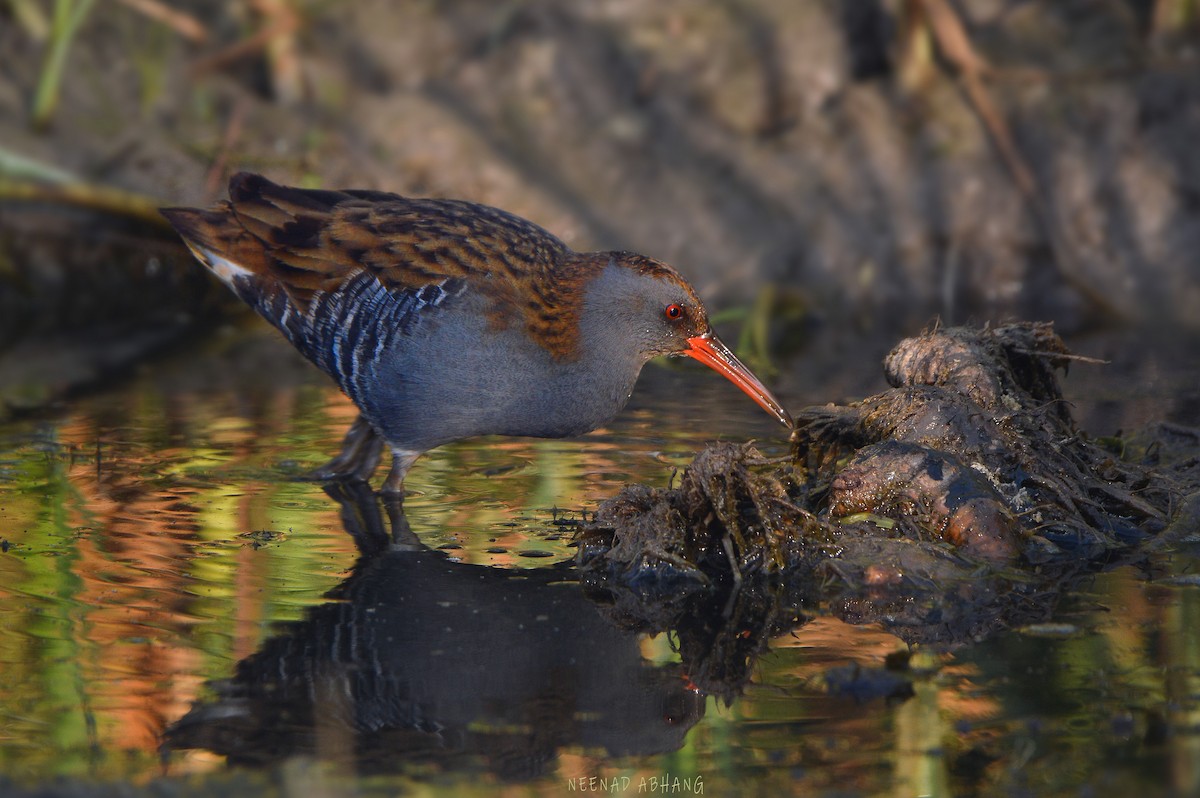 Water Rail - ML540040291