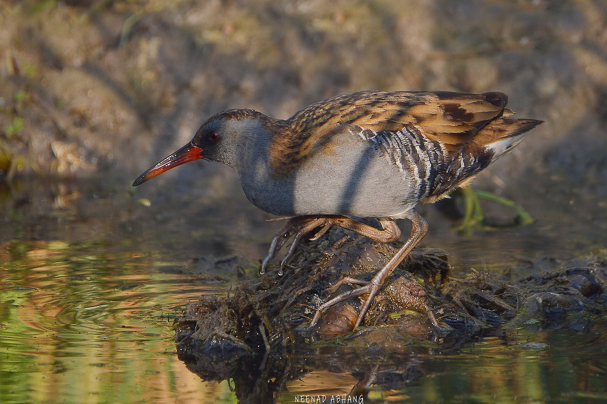 Water Rail - ML540040301