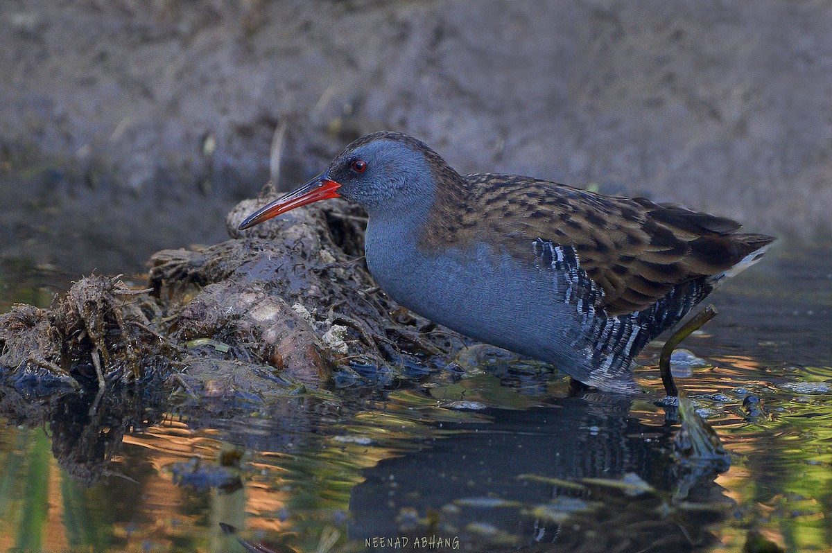 Water Rail - ML540040311