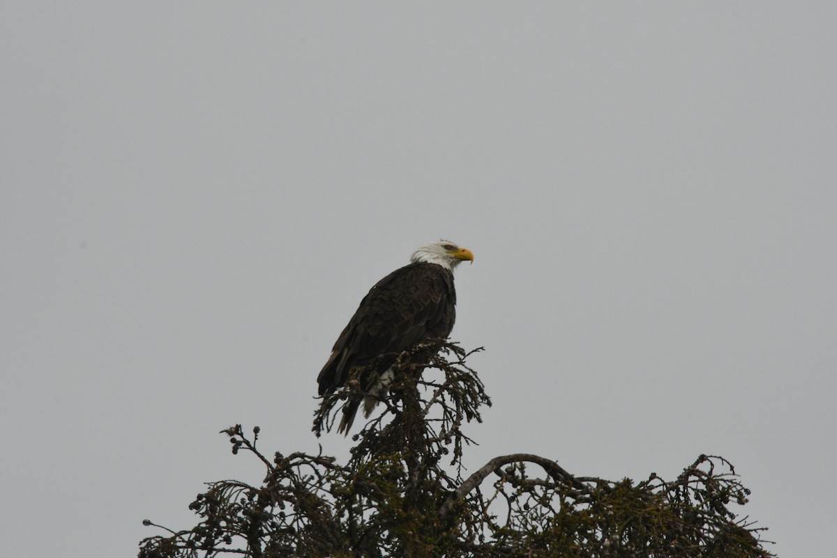 Bald Eagle - ML540040391