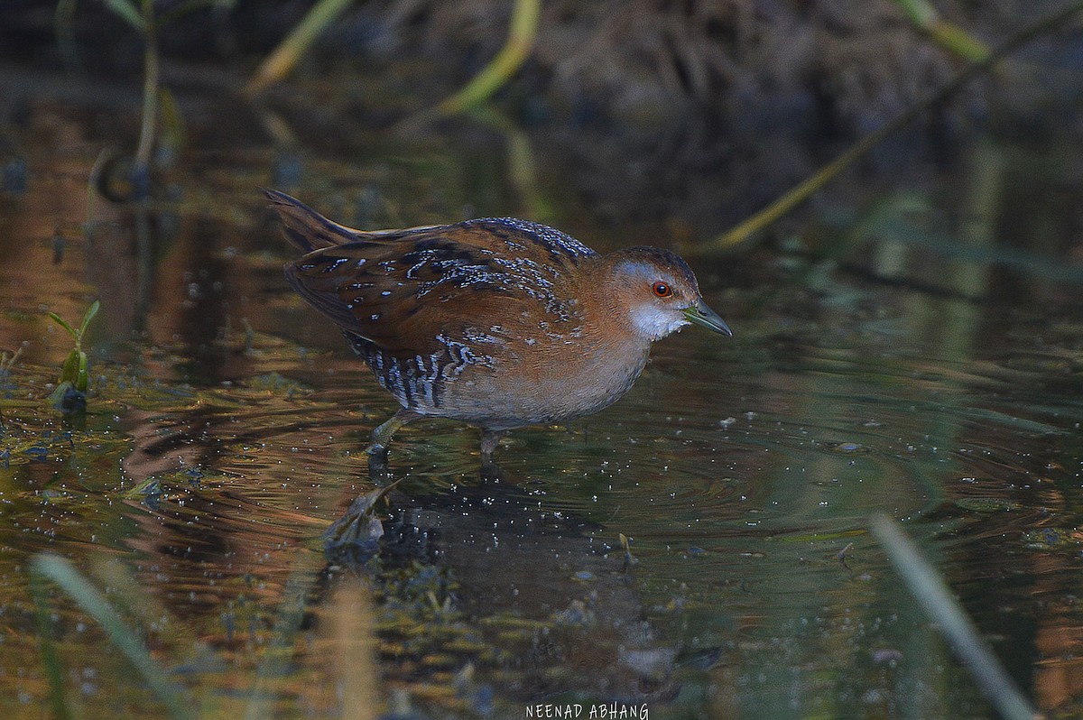 Baillon's Crake - Neenad Abhang