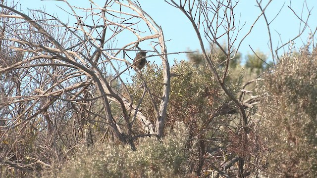 Güneyli Emubülbülü - ML540041891