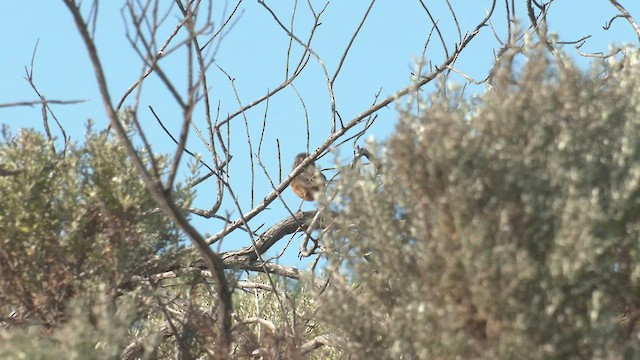 Güneyli Emubülbülü - ML540043141